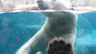 preview picture of video 'Hudson the Polar Bear in Underwater Viewing at Brookfield Zoo'