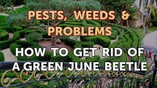 How to Get Rid of a Green June Beetle