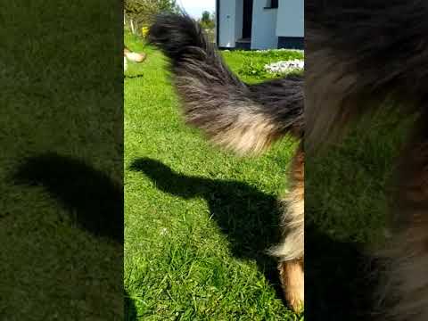 Owczarek niemiecki wilczy pazur german shepherd