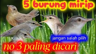 Download lagu Burung yang mirip dengan burung kerakbasi alis hitam, pemula wajib tau biar gak salah mp3 Download lagu Burung yang mirip dengan burung kerakbasi alis hitam, pemula wajib tau biar gak salah mp3
