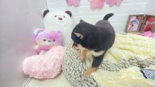 柴犬の動画01