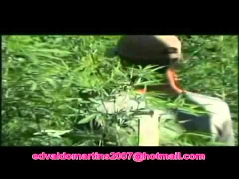 Lavoura De Maconha video