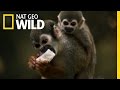 Squirrel Monkey Business Amazon Underworld