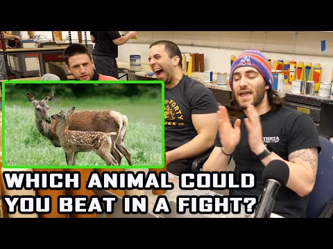 Which Animal Could You Beat in a Fight?