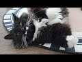 Tuxedo Cat Baby Thinks All Attention Belongs To Him