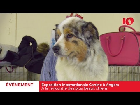 download lagu mp3 mp4 Exposition Angers, download lagu Exposition Angers gratis, unduh video klip Exposition Angers