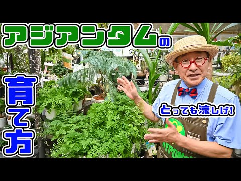 Tullbergiidaeについて詳しく解説