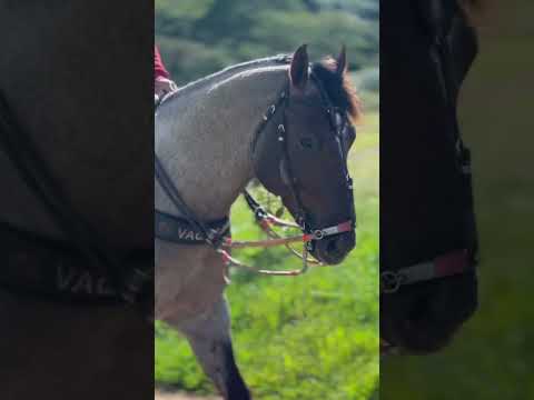 FENIX OF FLING filho do A STREAK OF FLING X LATHUNDER DIEGO HJG (DON DIEGO BARS X PRINCESS LINCE JR)