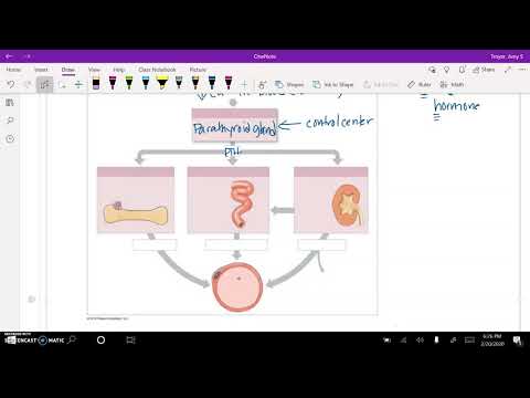 Calcium ion level homeiostsis