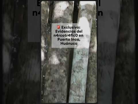 Exclusivo: Evidencias del n4rcotr4fic0 en Puerto Inca, Huánuco