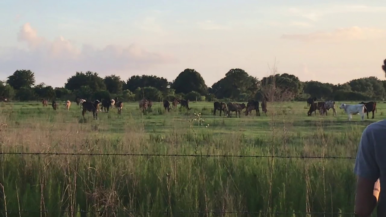 Cows r friends, not food