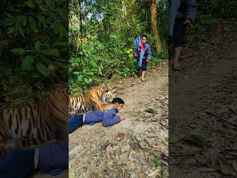 Tiger funny forest #507 #tiger #viral