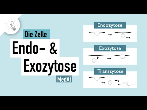 Stofftransport -Teil II: Endozytose & Exozytose | MedAT | Biologie