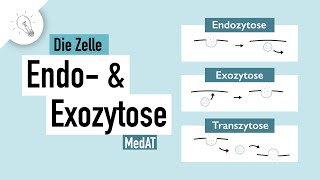 Stofftransport -Teil II: Endozytose & Exozytose | MedAT | Biologie