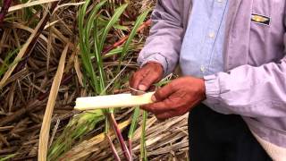 Mauritius Sugar Cane