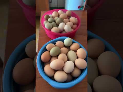 O lado bom de morar na roça! #jiparana #rondonia #vidanaroça #deliciasdacozinha