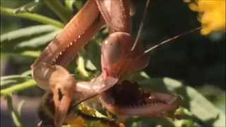 Brooklyn Praying Mantis Eats Bees