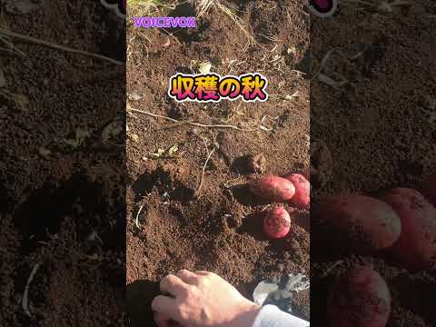 ジャガイモの収穫時期は何によって決まりますか？ 2つの期間があり、どちらを選択するかはあなたが決めます！  庭園