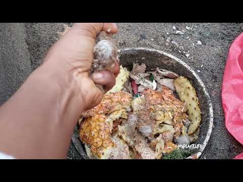 How I compost my kitchen/food scraps