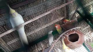 preview picture of video 'Lovebirds, cockatiel and java together'