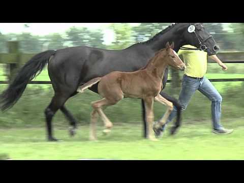 Sir Donnerhall-Weltmeyer-Prince Thatchxx