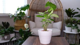 Arrowhead Vine (Syngonium Podophyllum) Care And Growing Guide - Plant Mom Care
