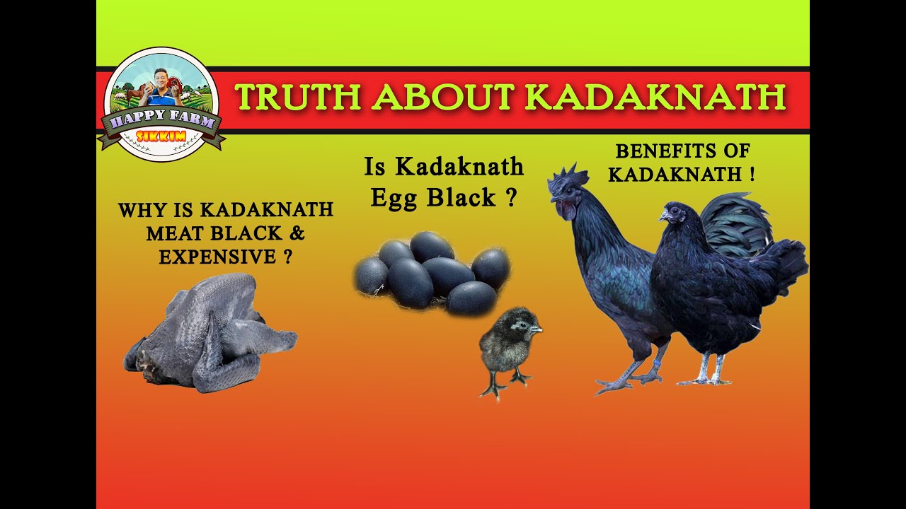 FACTS AND BENEFITS OF KADAKNATH CHICKEN| MEDICINAL VALUES| FAMOUS KADAKNATH CHICKEN | BLACK CHICKEN|