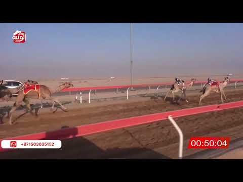 ش 17 (شاهين) لـ احمد نصيب لويع العامري 2:13:12 , شارة الصندوق 2026/06/13 فطامين الوقن    