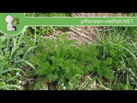 Strahlenlose Kamille - Erste Boten - 09.04.18 (Matricaria discoidea) - Wildpflanzen-Bestimmung