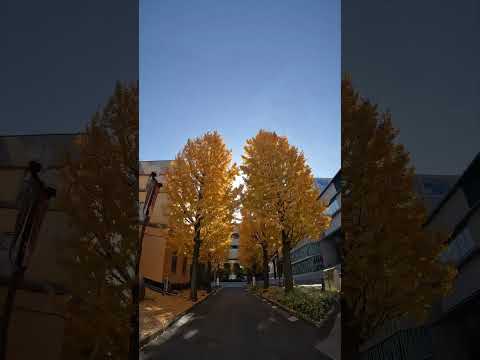 キャンパスの銀杏並木が映えてます！#銀杏 #キャンパスライフ #大正大学 #SHODAI #shorts