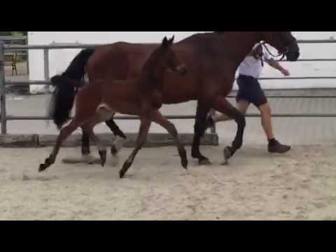 Lady Acord II, SF *09-06-2017 von Lord Pezi Junior – Acord II - Gimpel