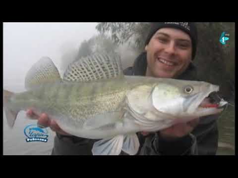 Čari Ribolova, Dunav kod Novog Sada (24.02.2019)