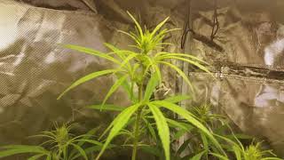 Dr. Grinspoon day 18 of flower