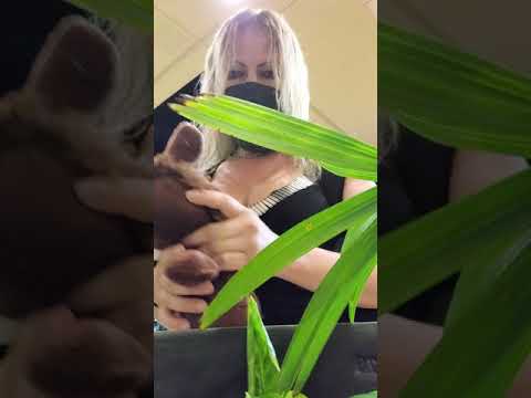 Rip stab cut slice plush toy request