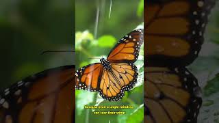 How Butterflies Survive Heavy Rain