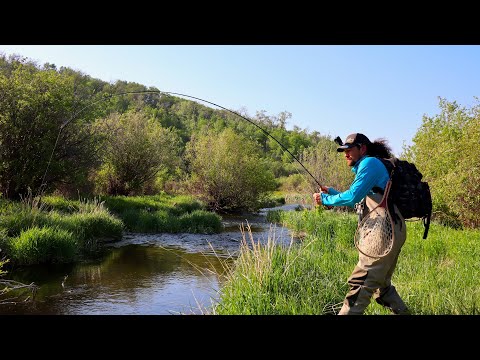2 Days Alone Chasing Wild Trout – Adventuring Across Saskatchewan / Camp n Cook