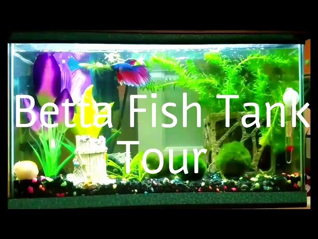 Betta Fish Tank Tour | 2017