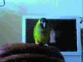 Funny Parrot Promo Ads 5 TV Commercials