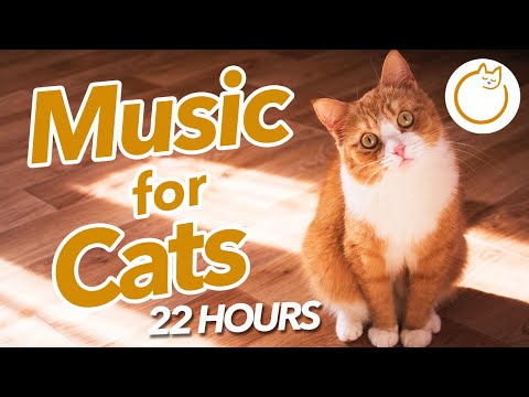 LONGEST EVER Music for Cats - 22 Hours of Soothing Melodies