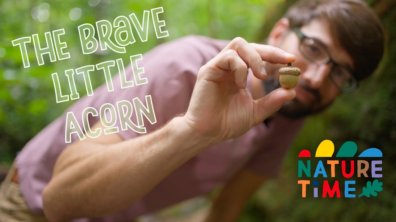 The Brave Little Acorn | A Heartwarming Nature Tale for Kids | Nature Time