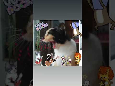 #raja #cat #catlove #cats #gatos #gatinhos #shorts #shortsyoutube #rock #rockstar #rocky #gata #gato