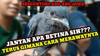 Download lagu JANTAN APA BETINA SIH UNTUK BURUNG SRIGUNTING ABU-ABU LOLOHAN INI TERUS GIMANA CARA MERAWATNYA mp3