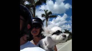 Harley loves riding a Harley bike