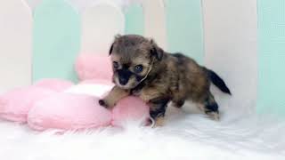 ハーフ犬の動画01