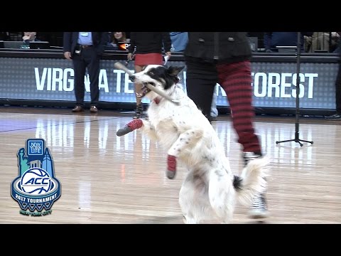 Mutts Gone Nuts | Amazing Dog Show At ACC Tournament
