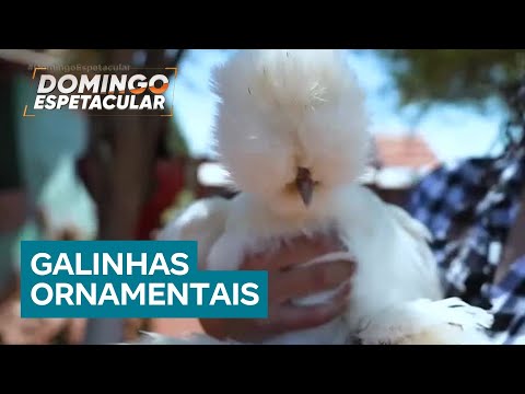 Conheça as galinhas de estimação que são criadas como pets