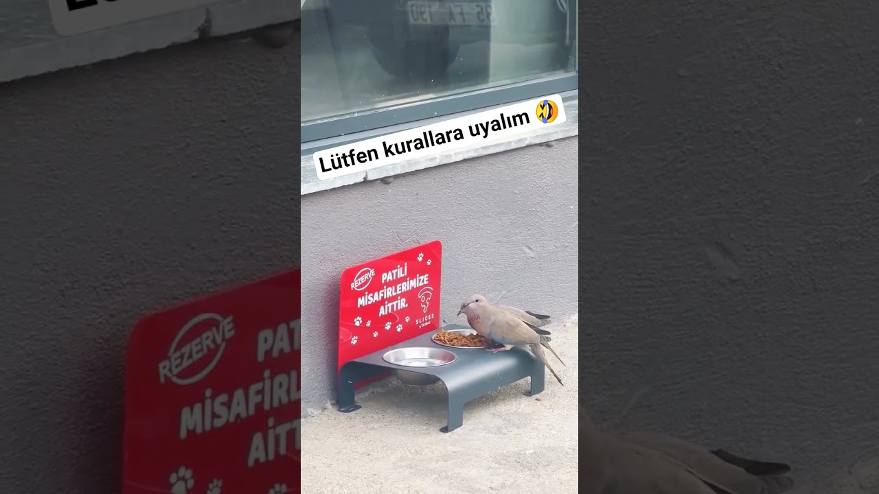 patili misafirlere aitmiş 🤣 #keşfet #shorts #kedi #köpek #cat #dog #pigeon #güvercin
