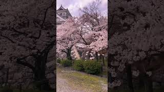 Who’s planning a #Japan Cherry Blossom trip in Spring 2023? 🌸 ⁣