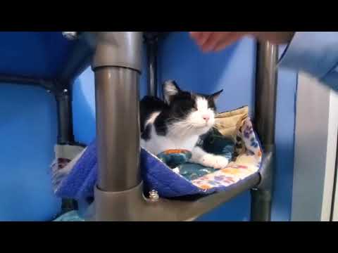 Lanisha A893986 (ADOPTED 7/22/25)