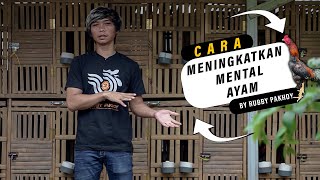 Download lagu How to Boost a Rooster's Spirit mp3